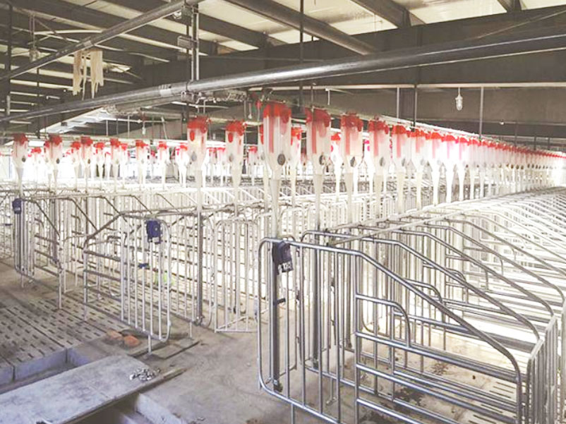 HY - Pig Feeding Line